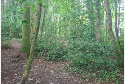 3 Plots of Woodland South of Drumfork Road, Helensburgh G84 7JW - image 3