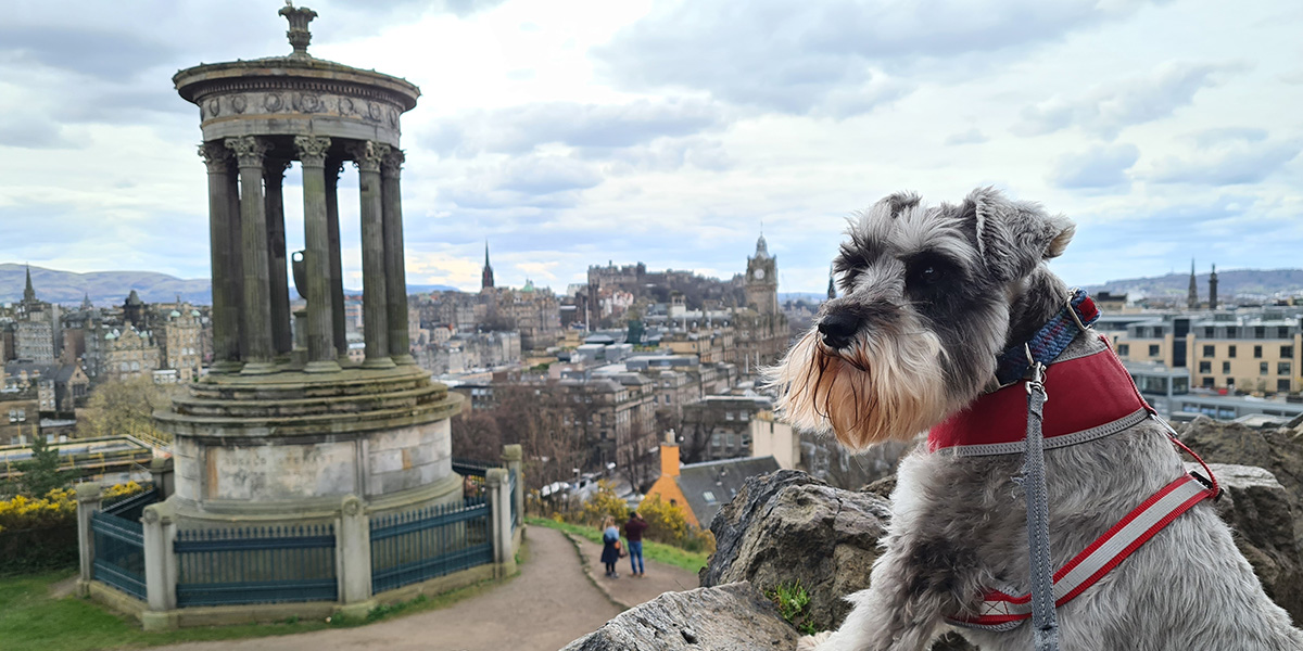 Dog in Edinburgh
