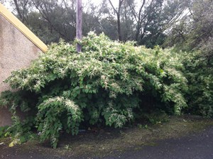 japanese_knotweed