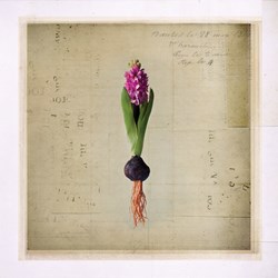 frame and bulbs-Hyacinth